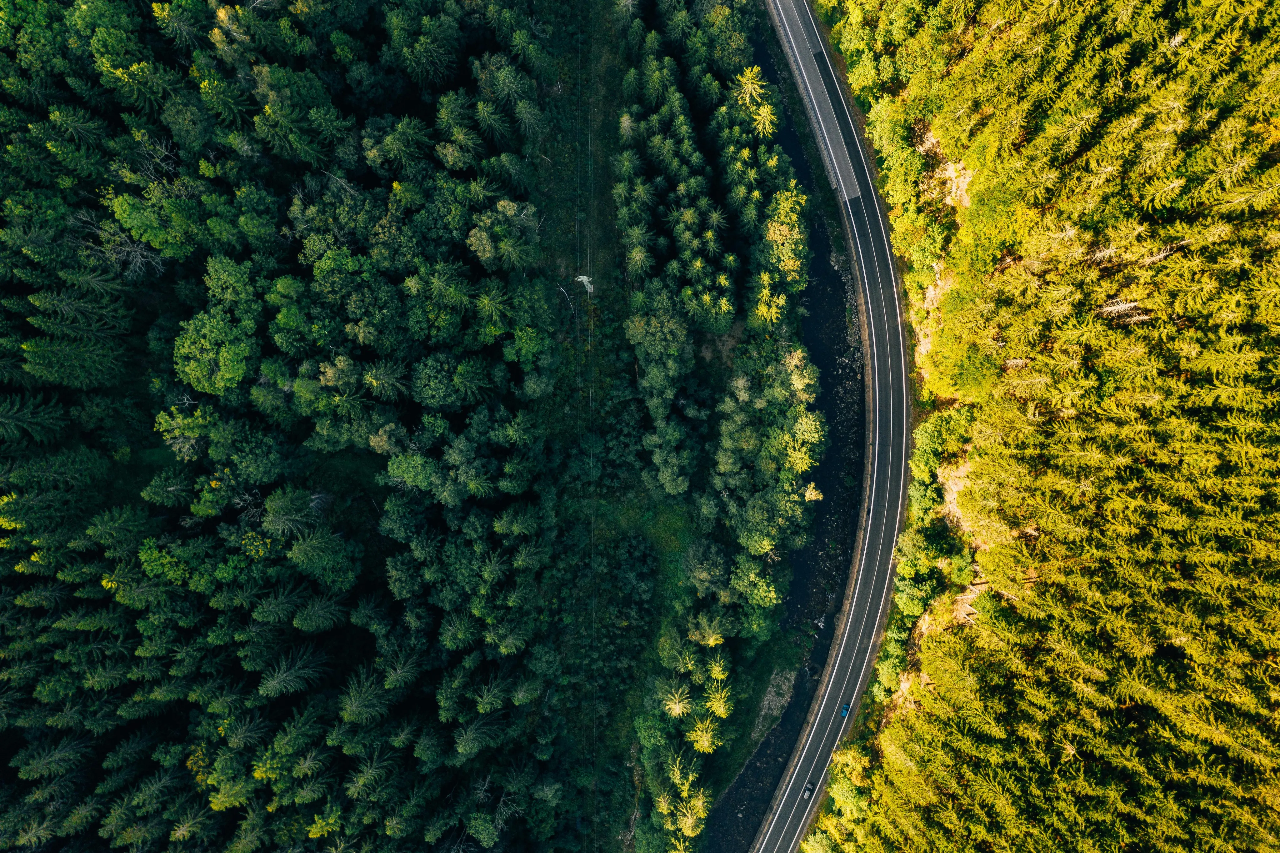 Forest Background
