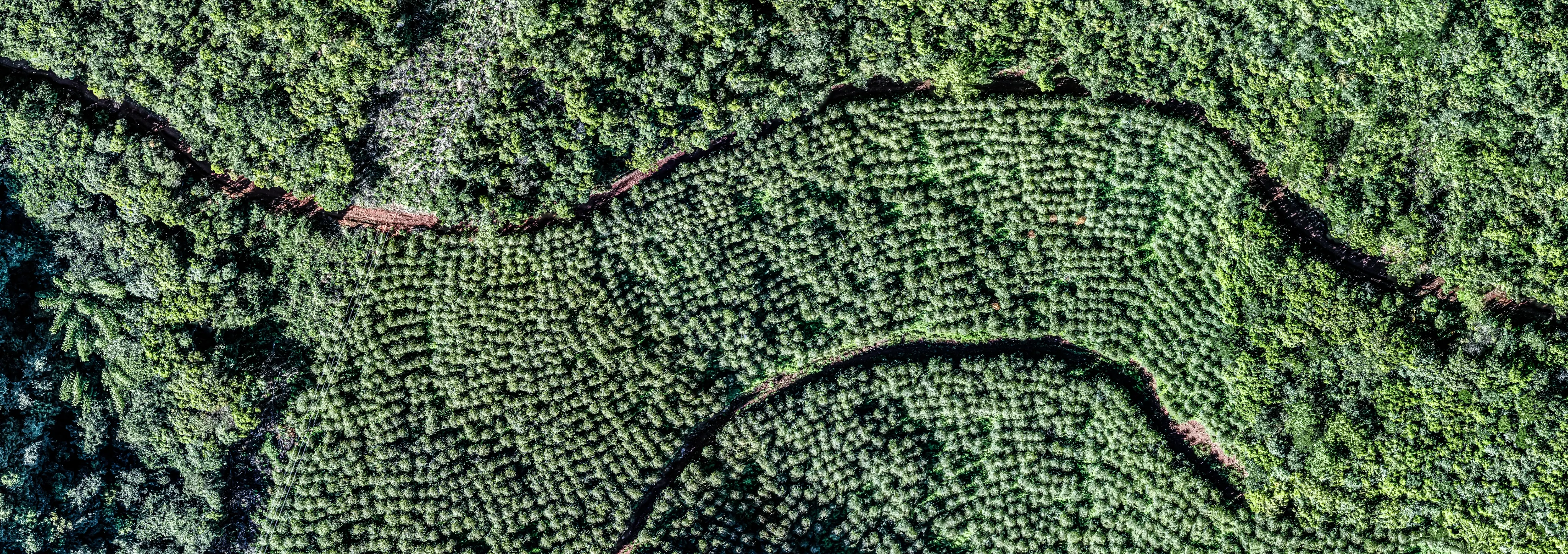 Forest Background