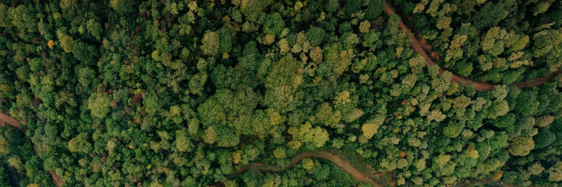 Forest Background