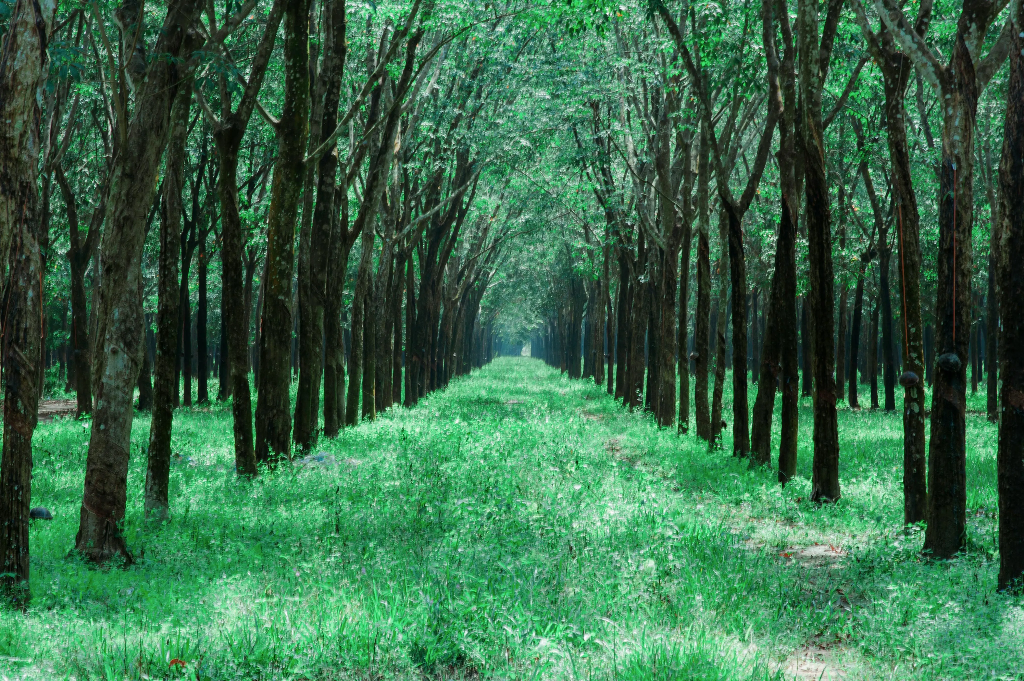Forest Background