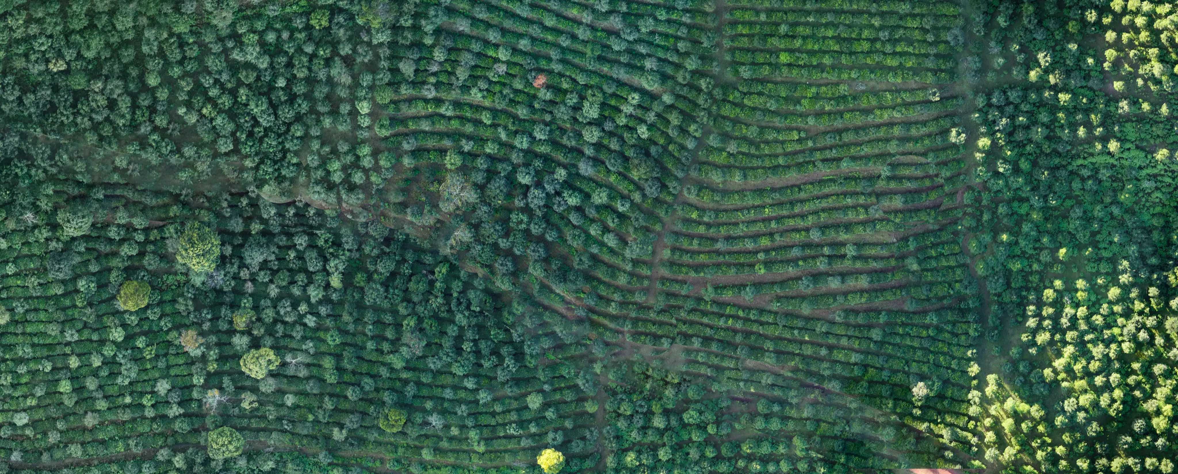 Forest Background