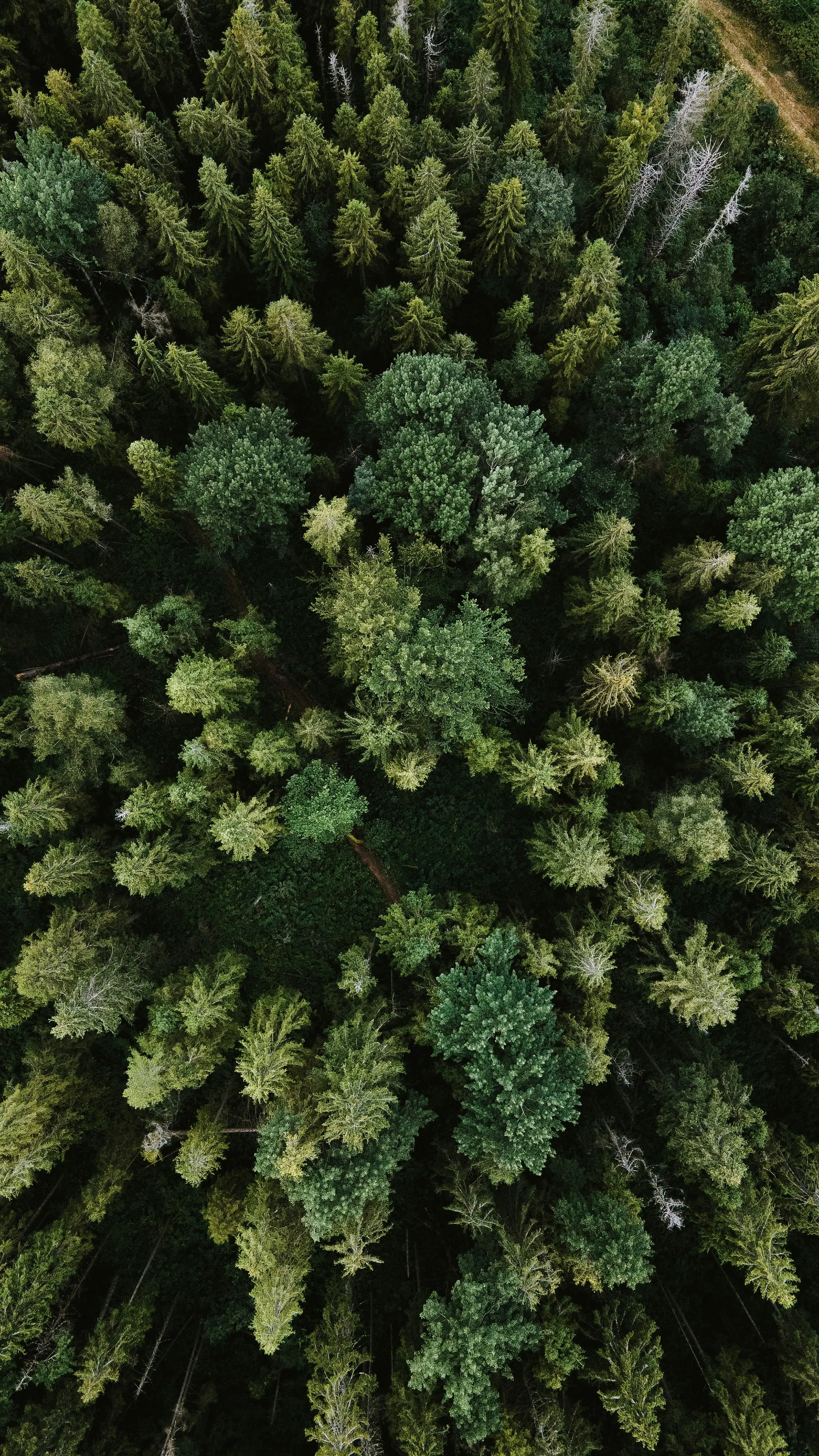 Forest Background