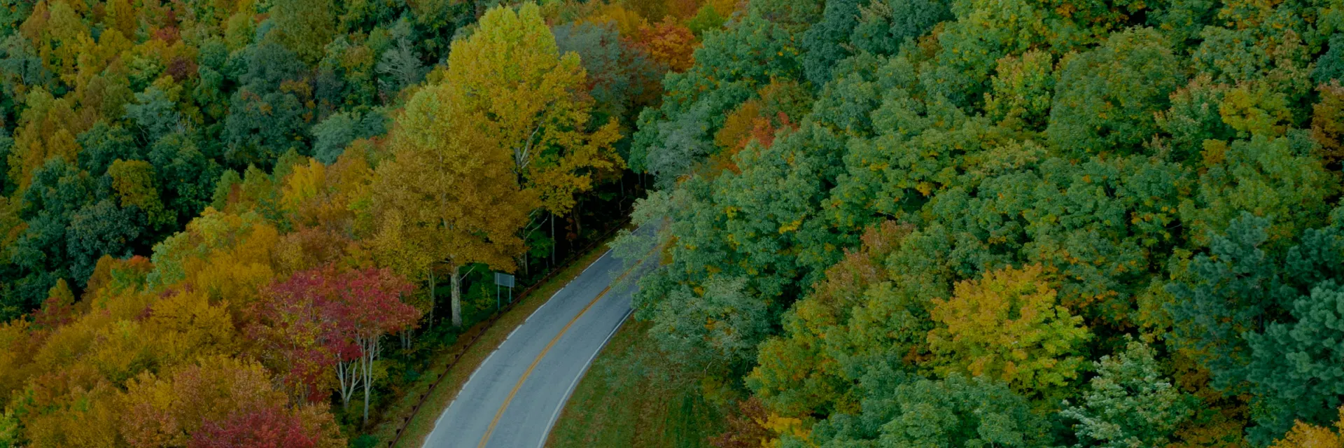 Forest Background