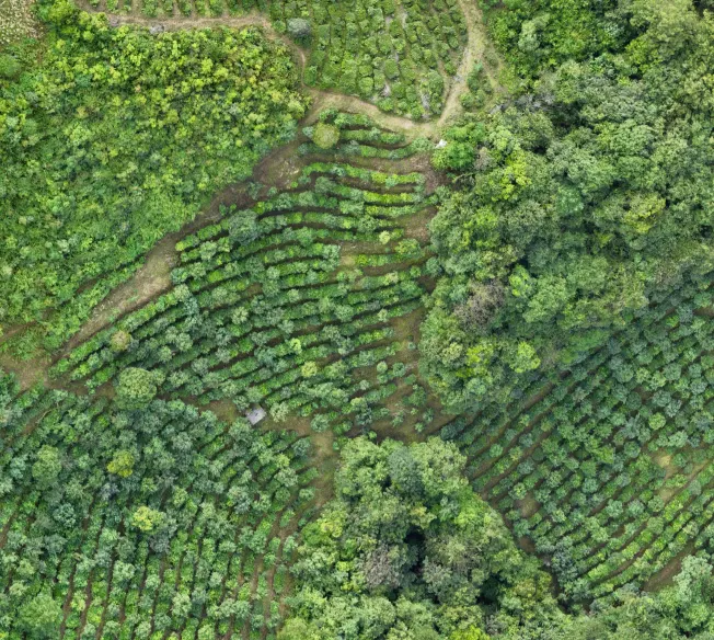 Forest Aerial View