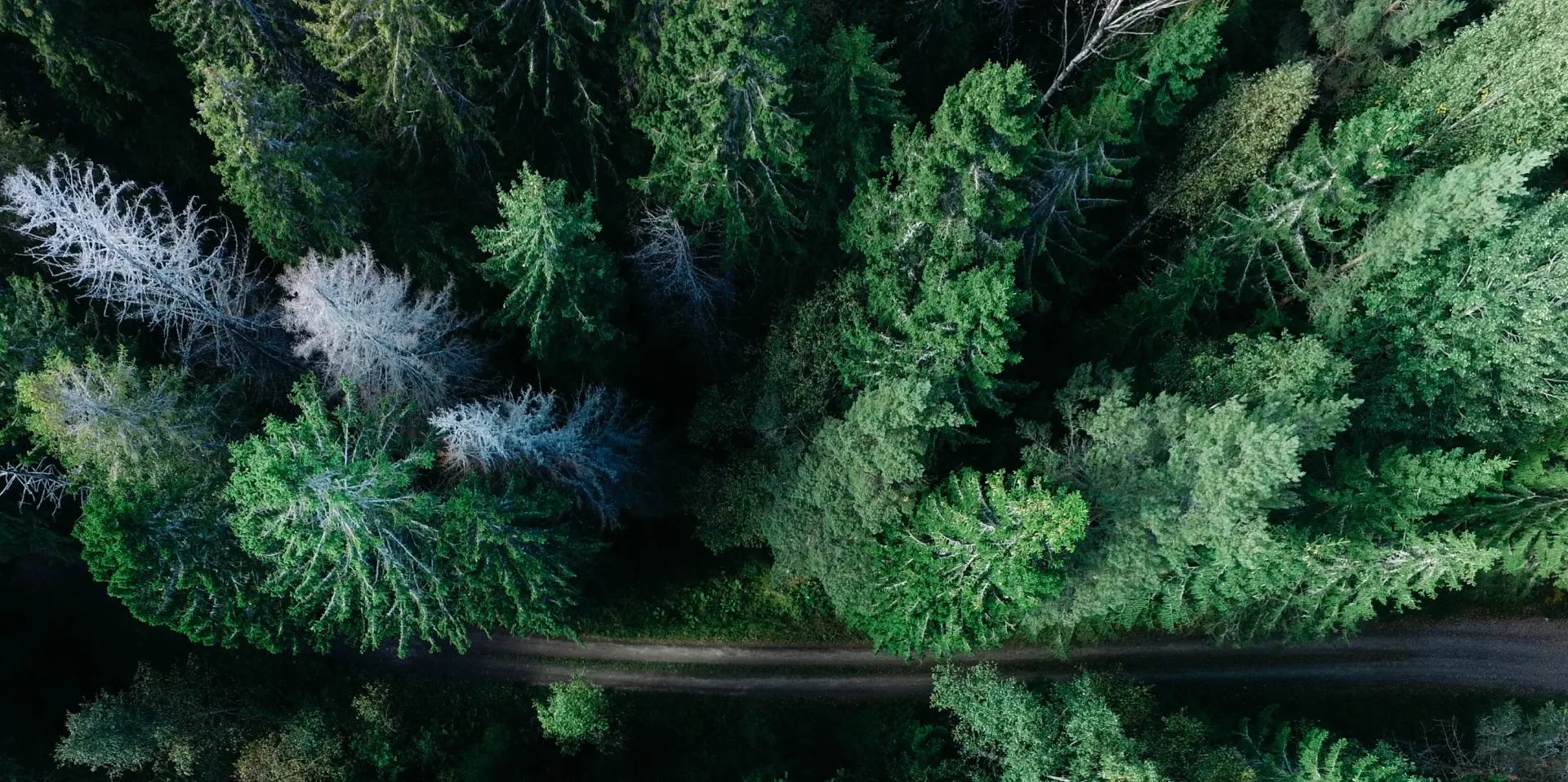 Forest Background