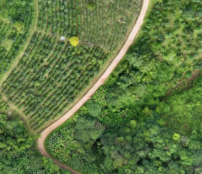 Forest Aerial View