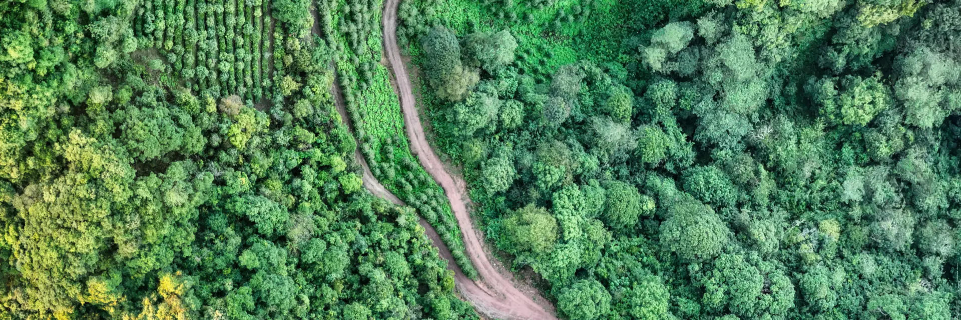 Forest Background