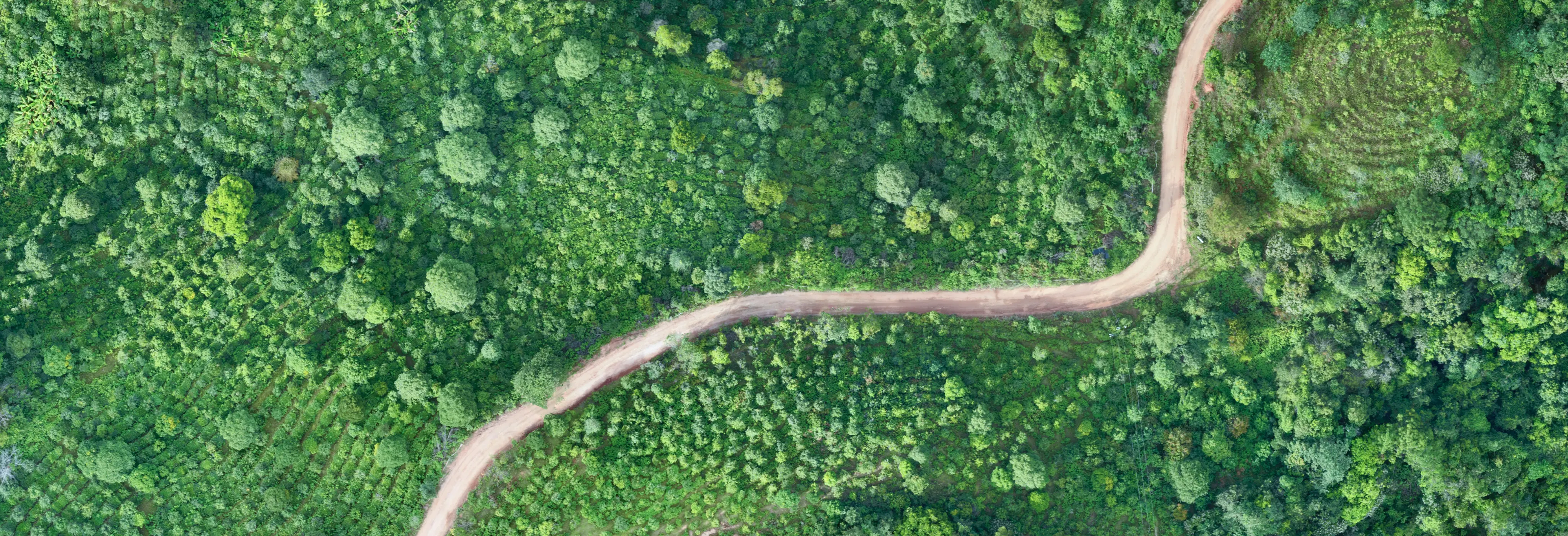 Forest Background