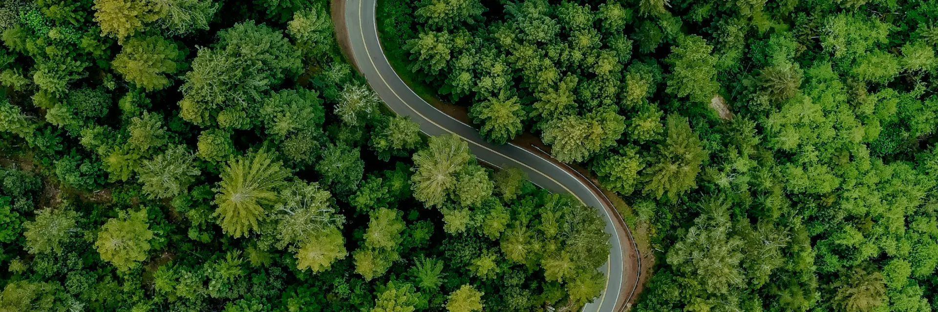 Forest Background