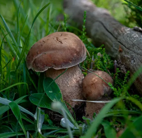 Forest Mushroom
