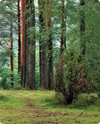 Forest Aerial View