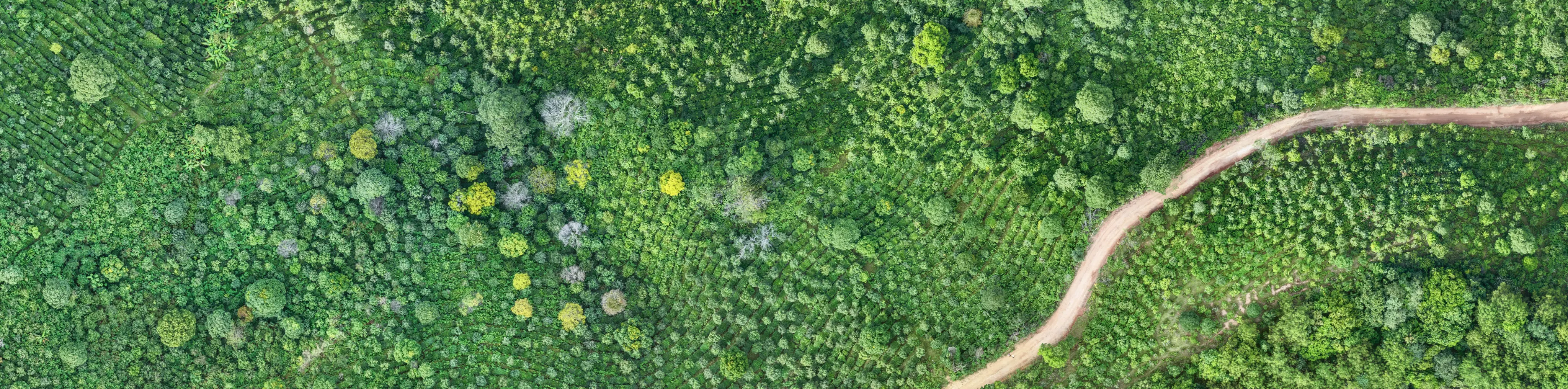 Forest Background